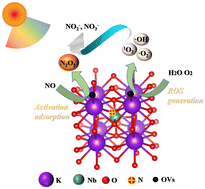 Graphical abstract: Oxygen vacancies enhance the photocatalytic deep oxidation of NO over an N-doped KNbO3 catalyst