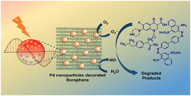 Graphical abstract: Pd nanoparticles-decorated borophene nanosheets for intrinsic polarization-induced visible light photocatalysis