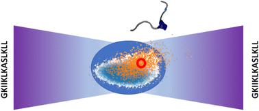 Graphical abstract: Latent spaces for antimicrobial peptide design