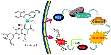 Graphical abstract: Sparfloxacin – Cu(ii) – aromatic heterocyclic complexes: synthesis, characterization and in vitro anticancer evaluation