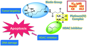 Graphical abstract: Multifunctional platinum(iv) complex bearing HDAC inhibitor and biotin moiety exhibits prominent cytotoxicity and tumor-targeting ability