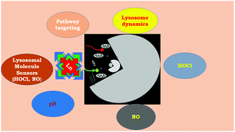 Graphical abstract: Lysosome-targeting luminescent lanthanide complexes: from molecular design to bioimaging