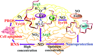 Graphical abstract: Simultaneous binding of heme and Cu with amyloid β peptides: active site and reactivities