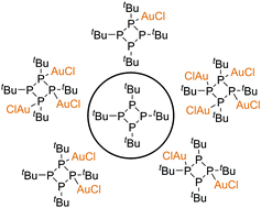 Graphical abstract: Gold(i) complexes of tetra-tert-butylcyclotetraphosphane