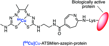 Graphical abstract: Photoactivatable bis(thiosemicarbazone) derivatives for copper-64 radiotracer synthesis