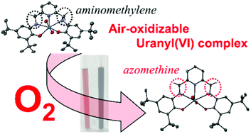 Graphical abstract: Synthesis and characterization of a uranyl(vi) complex with 2,6-pyridine-bis(methylaminophenolato) and its ligand-centred aerobic oxidation mechanism to a diimino derivative