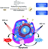 Graphical abstract: Ruthenium photosensitizer anchored gold nanorods for synergistic photodynamic and photothermal therapy