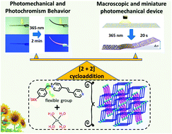 Graphical abstract: Photomechanical behavior triggered by [2 + 2] cycloaddition and photochromism of a pyridinium-functionalized coordination complex