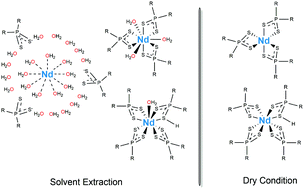 Graphical abstract: Identification of complexes of Nd(iii) with dithiophosphinic acids verifying the difference in complexation between Ln(iii) and An(iii)