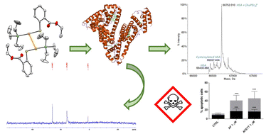 Graphical abstract: Synthesis, chemical characterization, and biological evaluation of a novel auranofin derivative as an anticancer agent