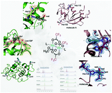 Graphical abstract: Digging into protein metalation differences triggered by fluorine containing-dirhodium tetracarboxylate analogues