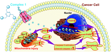 Graphical abstract: A novel star-shaped trinuclear platinum(ii) complex based on a 1,3,5-triazine core displaying potent antiproliferative activity against TNBC by the mitochondrial injury and DNA damage mechanism