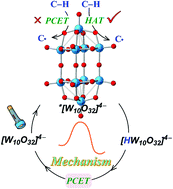 Graphical abstract: Theoretical insight into decatungstate photocatalyzed alkylation of N-tosylimine via hydrogen atom transfer and proton-coupled electron transfer