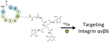 Graphical abstract: Targeting integrin αvβ6 with gallium-68 tris (hydroxypyridinone) based PET probes