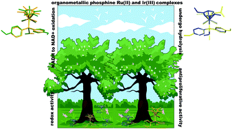 Graphical abstract: Synthesis, physicochemical characterization and antiproliferative activity of phosphino Ru(ii) and Ir(iii) complexes