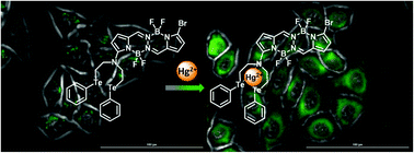 Graphical abstract: A BOPHY based fluorescent probe for Hg2+via NTe2 chelation