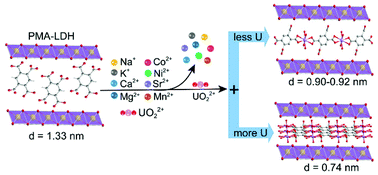 Graphical abstract: The confinement effect of layered double hydroxides on intercalated pyromellitic acidic anions and highly selective uranium extraction from simulated seawater