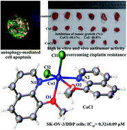 Graphical abstract: The strong in vitro and vivo cytotoxicity of three new cobalt(ii) complexes with 8-methoxyquinoline