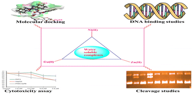 Graphical abstract: Water soluble transition metal [Ni(ii), Cu(ii) and Zn(ii)] complexes of N-phthaloylglycinate bis(1,2-diaminocyclohexane). DNA binding, pBR322 cleavage and cytotoxicity