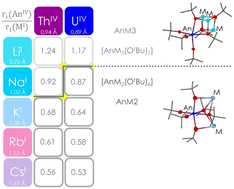 Graphical abstract: Influence of alkali metal cations on the formation of the heterobimetallic actinide tert-butoxides [AnM3(OtBu)7] and [AnM2(OtBu)6] (AnIV = Th, U; MI = Li, Na, K, Rb, Cs)