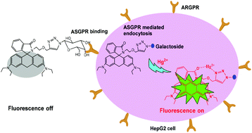 Graphical abstract: Design, synthesis and evaluation of liver-targeting fluorescent probes for detecting mercury ions