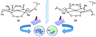 Graphical abstract: Stereoselective synthesis of oxime containing Pd(ii) compounds: highly effective, selective and stereo-regulated cytotoxicity against carcinogenic PC-3 cells