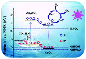 Graphical abstract: Flower-like Ag2WO4/CeO2 heterojunctions with oxygen vacancies and expedited charge carrier separation boost the photocatalytic degradation of dyes and drugs