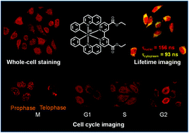 Graphical abstract: Cellular imaging properties of phosphorescent iridium(iii) complexes substituted with ester or amide groups