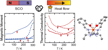 Graphical abstract: The strong correlations between thermal conductivities and electronic spin states in the crystals of Fe(iii) spin crossover complexes