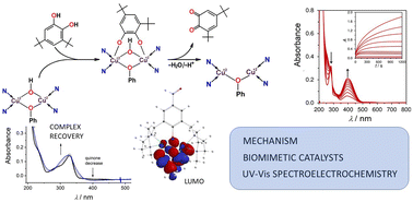 Graphical abstract: Comparison of mononuclear and dinuclear copper(ii) biomimetic complexes: spectroelectrochemical mechanistic study of their catalytic pathways