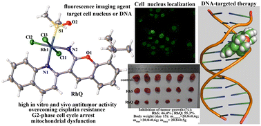 Graphical abstract: Cell nucleus localization and high anticancer activity of quinoline–benzopyran rhodium(iii) metal complexes as therapeutic and fluorescence imaging agents