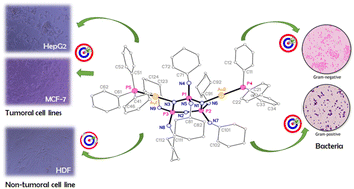 Graphical abstract: Gold(i) metallocyclophosphazenes with antibacterial potency and antitumor efficacy. Synergistic antibacterial action of a heterometallic gold and silver-cyclophosphazene