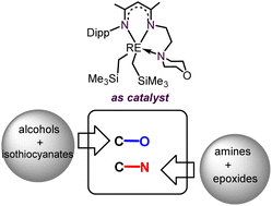 Graphical abstract: Synthesis of rare-earth metal complexes with a morpholine-functionalized β-diketiminato ligand and their catalytic activities towards C–O and C–N bond formation