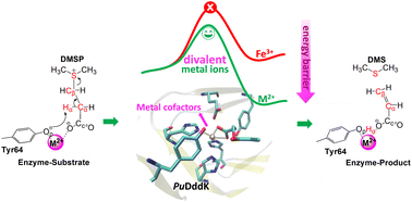 Graphical abstract: Reaction mechanism of the PuDddK dimethylsulfoniopropionate lyase and cofactor effects of various transition metal ions