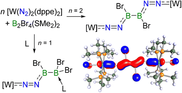 Graphical abstract: Spontaneous N2-diboranylation of [W(N2)2(dppe)2] with B2Br4(SMe2)2