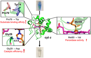 Graphical abstract: Converting cytochrome c into a DyP-like metalloenzyme