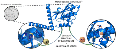 Graphical abstract: Bacterial M10 metallopeptidase as a medicinal target – coordination chemistry of possible metal-based inhibition