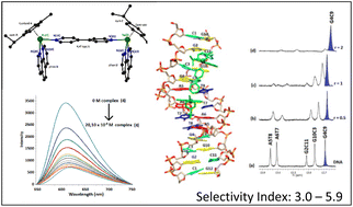 Graphical abstract: Synthesis, characterization, interactions with the DNA duplex dodecamer d(5′-CGCGAATTCGCG-3′)2 and cytotoxicity of binuclear η6-arene-Ru(ii) complexes