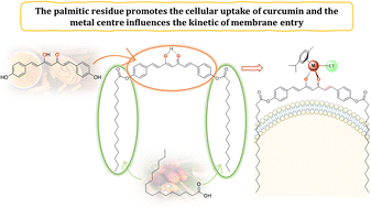 Graphical abstract: Potent and selective anticancer activity of half-sandwich ruthenium and osmium complexes with modified curcuminoid ligands