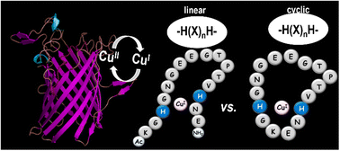 Graphical abstract: The redox-active Cu-FomA complex: the mode that provides coordination of CuII/CuI ions during the reduction/oxidation cycle