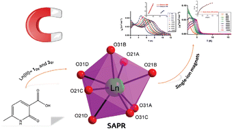 Graphical abstract: An experimental and theoretical study of the magnetic relaxation in heterometallic coordination polymers based on 6-methyl-2-oxonicotinate and lanthanide(iii) ions with square antriprismatic environment