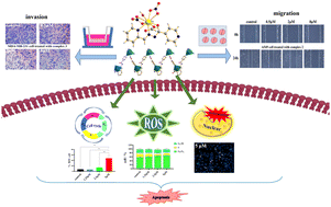 Graphical abstract: Three metal complexes with a pyridyl Schiff base: cytotoxicity, migration and mechanism of apoptosis