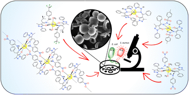 Graphical abstract: Role of hydrazone substituents in determining the nuclearity and antibacterial activity of Zn(ii) complexes with pyrazolone-based hydrazones