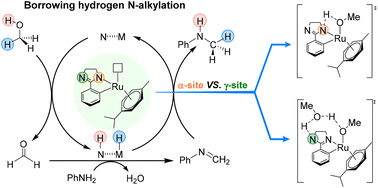Graphical abstract: Mechanistic insight into borrowing-hydrogen N-alkylation catalyzed by an MLC catalyst with dual proton-responsive sites