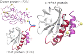 Graphical abstract: Remodelling the surface of thioredoxin from Escherichia coli by grafting an iron-binding site from the CyaY protein family