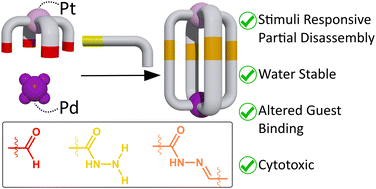 Graphical abstract: Hydrazone- and imine-containing [PdPtL4]4+ cages: a comparative study of the stability and host–guest chemistry