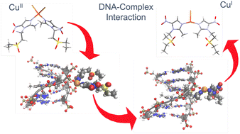 Graphical abstract: DNA recognition site of anticancer tinidazole copper(ii) complexes