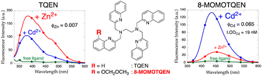 Graphical abstract: Cd2+-selective fluorescence response of TQEN (N,N,N′,N′-tetrakis(2-quinolylmethyl)ethylenediamine) derivatives bearing ether oxygen-binding sites