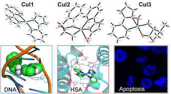 Graphical abstract: Synthesis, structural studies, interaction with DNA/HSA and antitumor evaluation of new Cu(ii) complexes containing 2-(1H-imidazol-2-yl)pyridine and amino acids