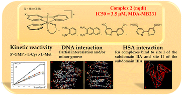 Graphical abstract: New ruthenium(ii) complexes with quinone diimine and substituted bipyridine as inert ligands: synthesis, characterization, mechanism of action, DNA/HSA binding affinity and cytotoxic activity